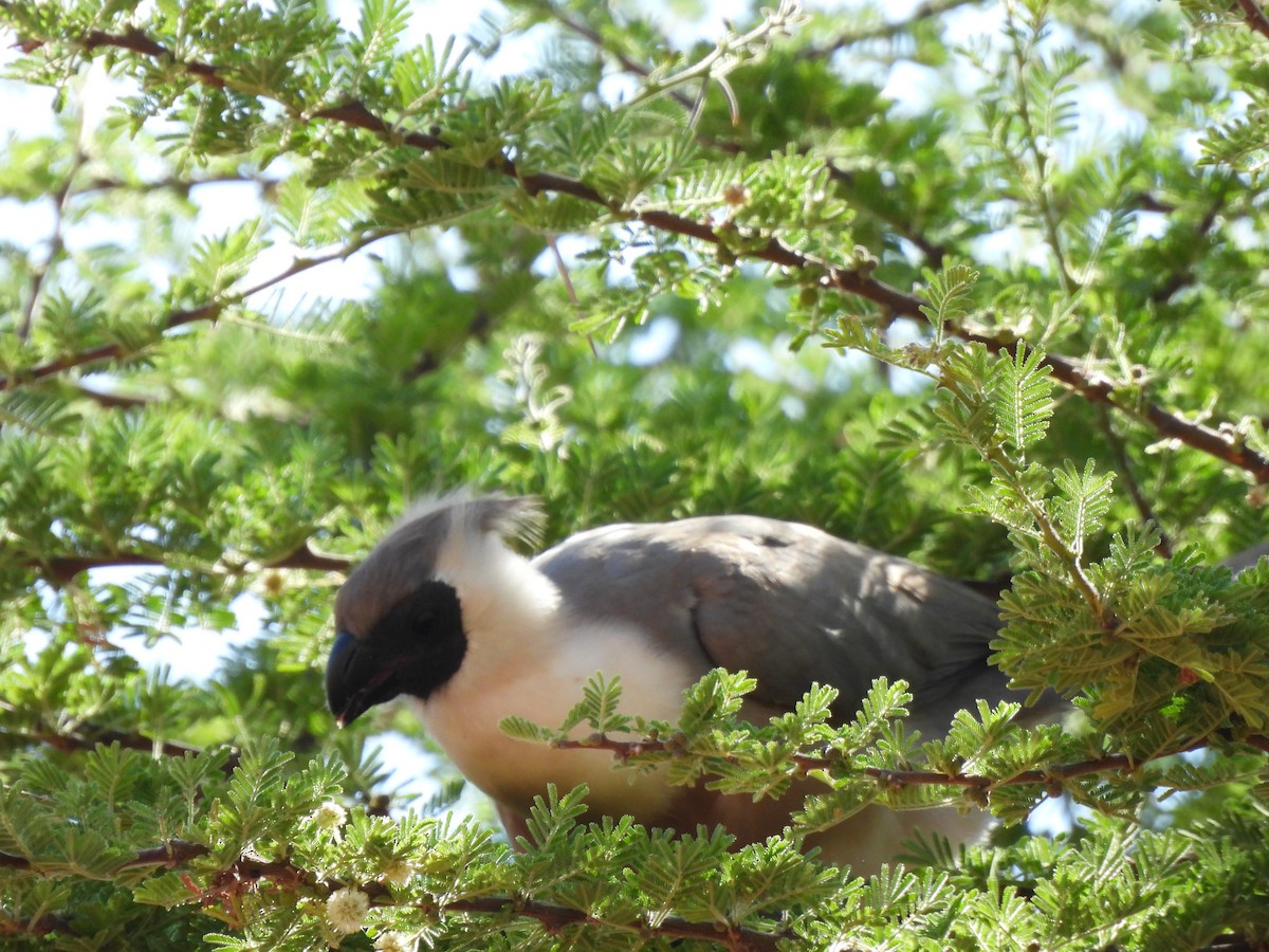 Bare-faced Go-away-bird (Black-faced) - ML642195387