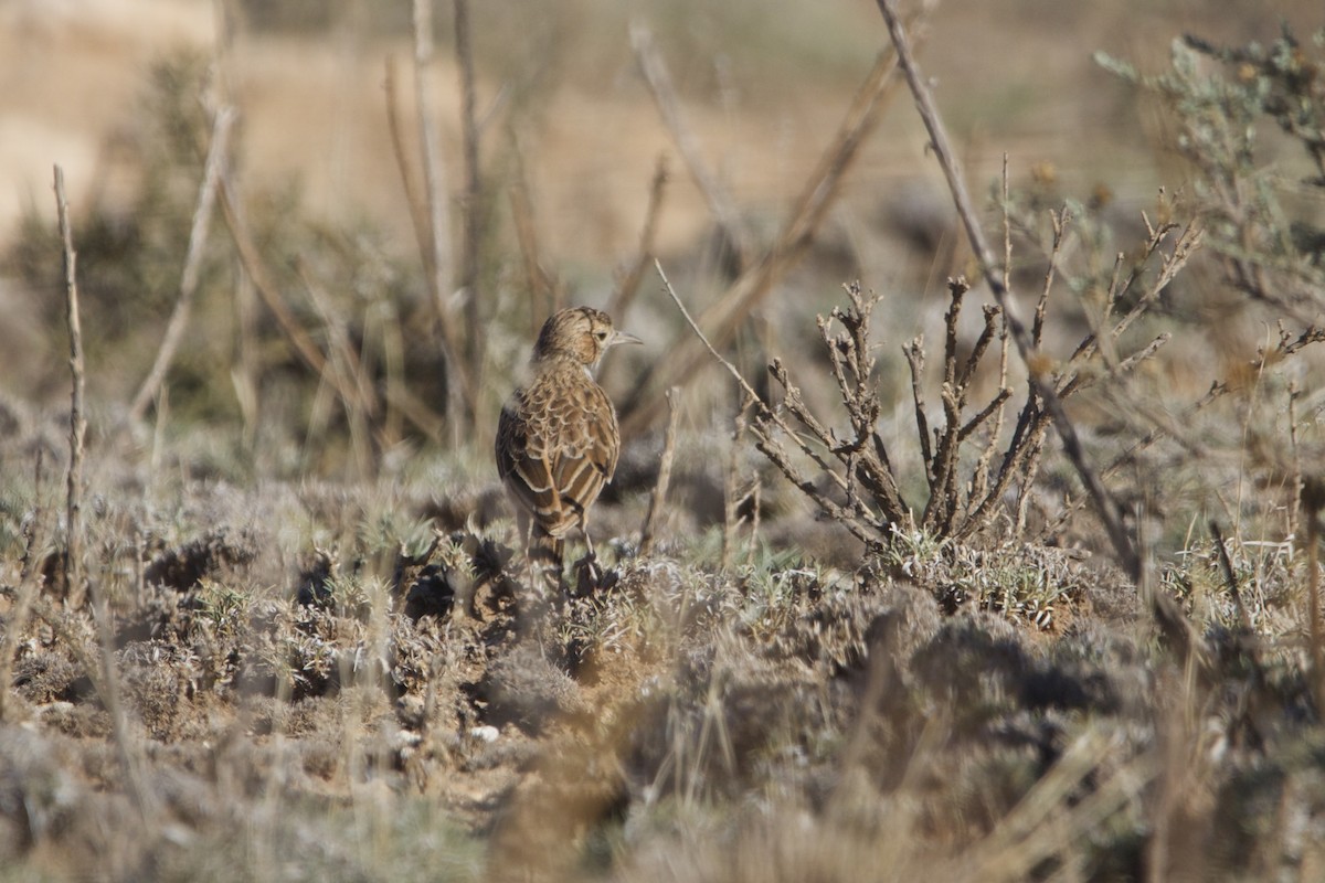 Spike-heeled Lark - ML642195388