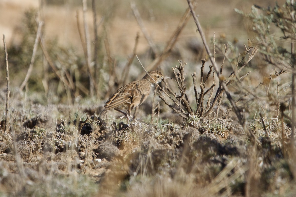Spike-heeled Lark - ML642195389