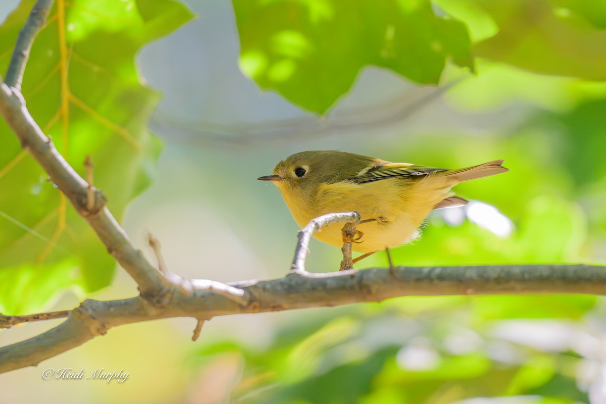 Ruby-crowned Kinglet - ML642195391