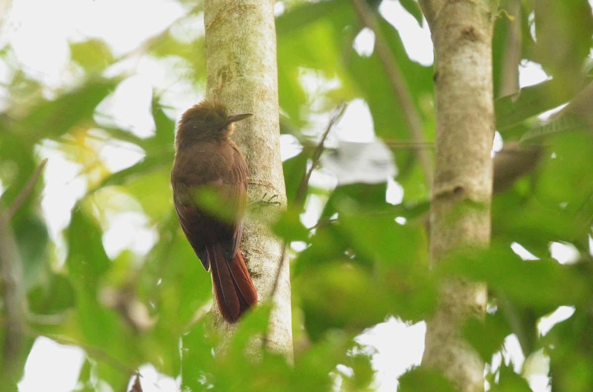 Plain-winged Woodcreeper - ML642195430