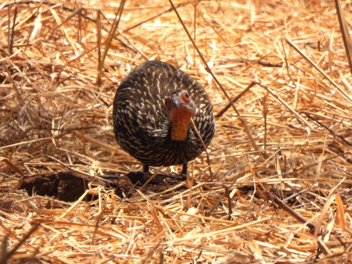 Yellow-necked Spurfowl - ML642195445