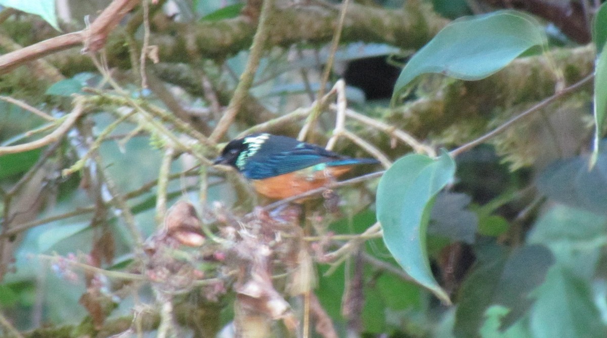 Spangle-cheeked Tanager - ML642195460
