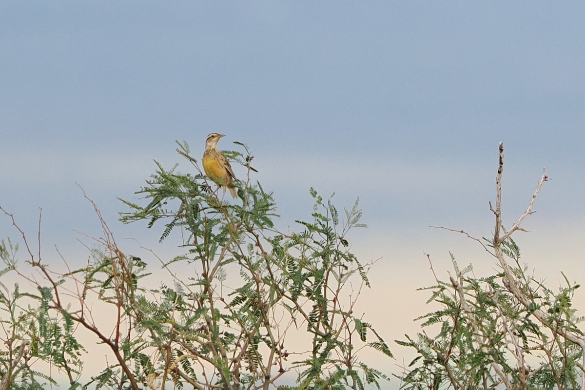 Chihuahuan Meadowlark - ML642195480