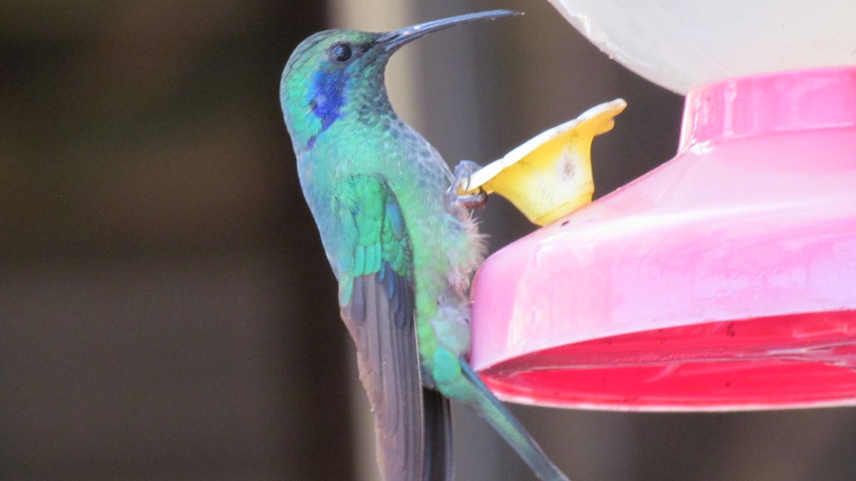 Lesser Violetear - ML642195484