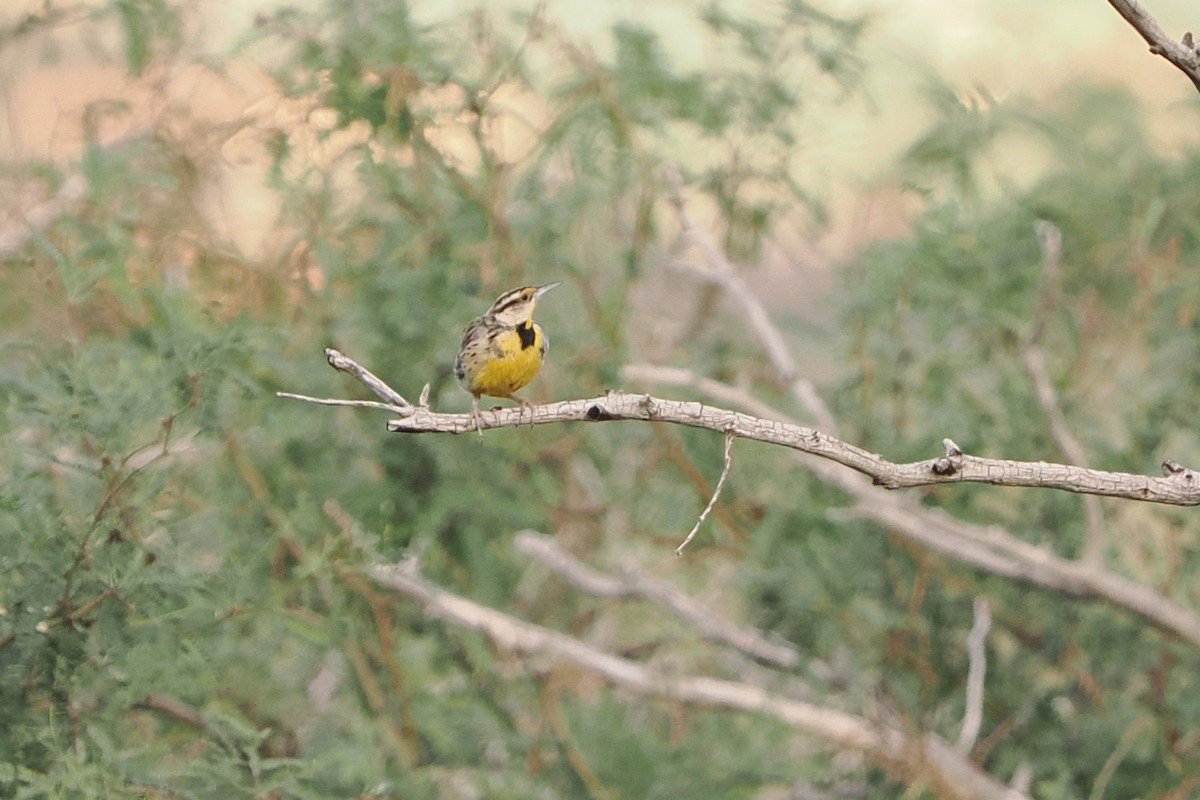 Chihuahuan Meadowlark - ML642195502
