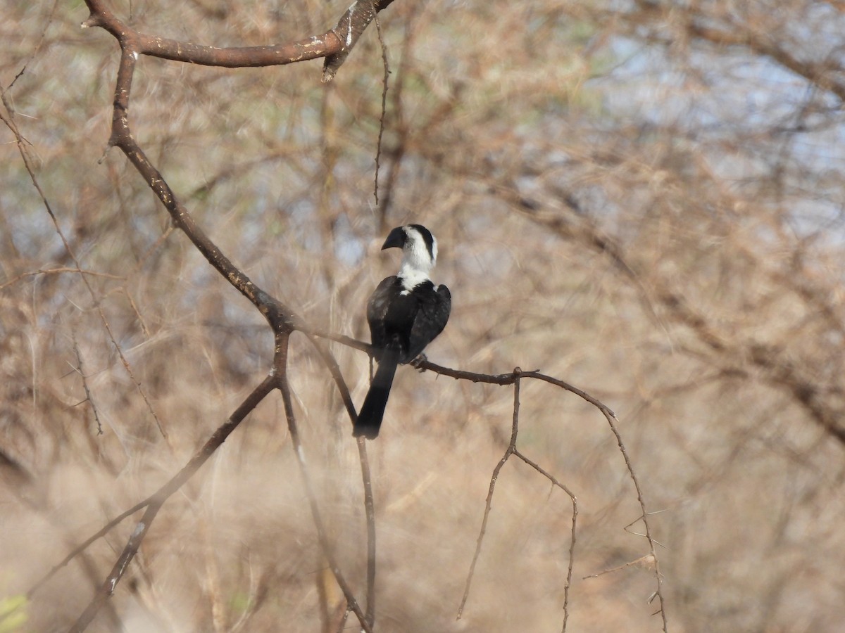 Von der Decken's Hornbill - ML642195510