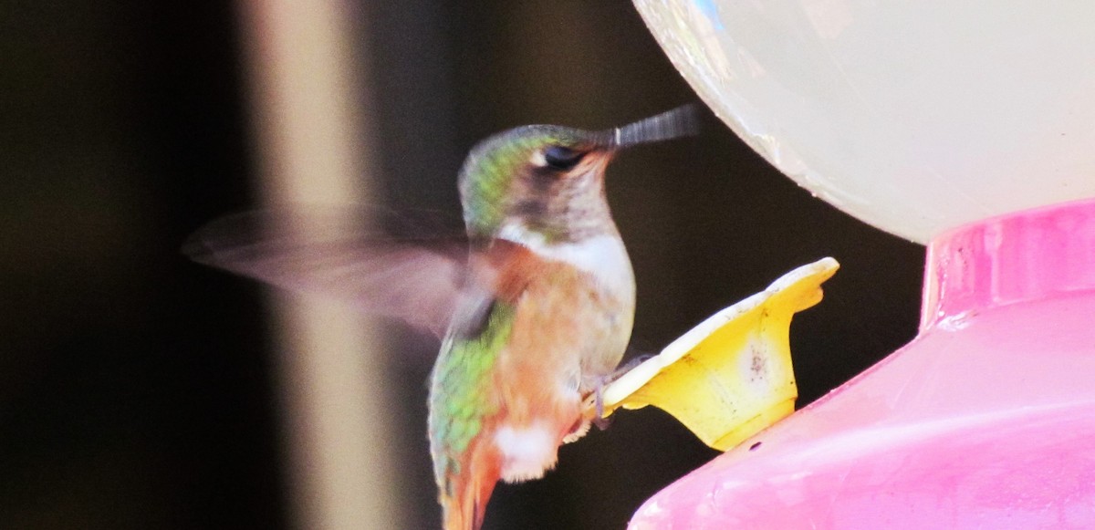 Scintillant Hummingbird - ML642195516
