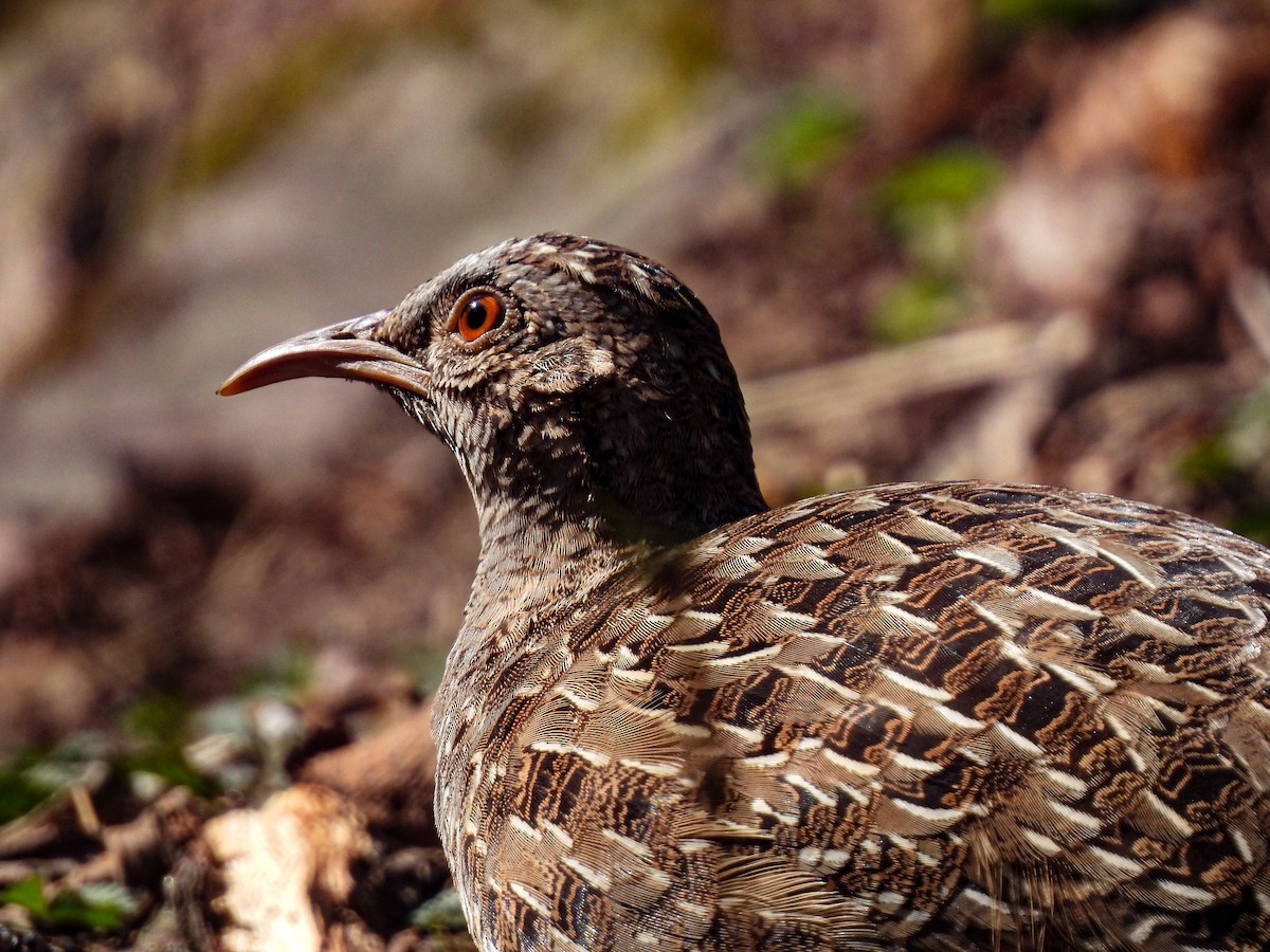 Tinamú Andino - ML642195517