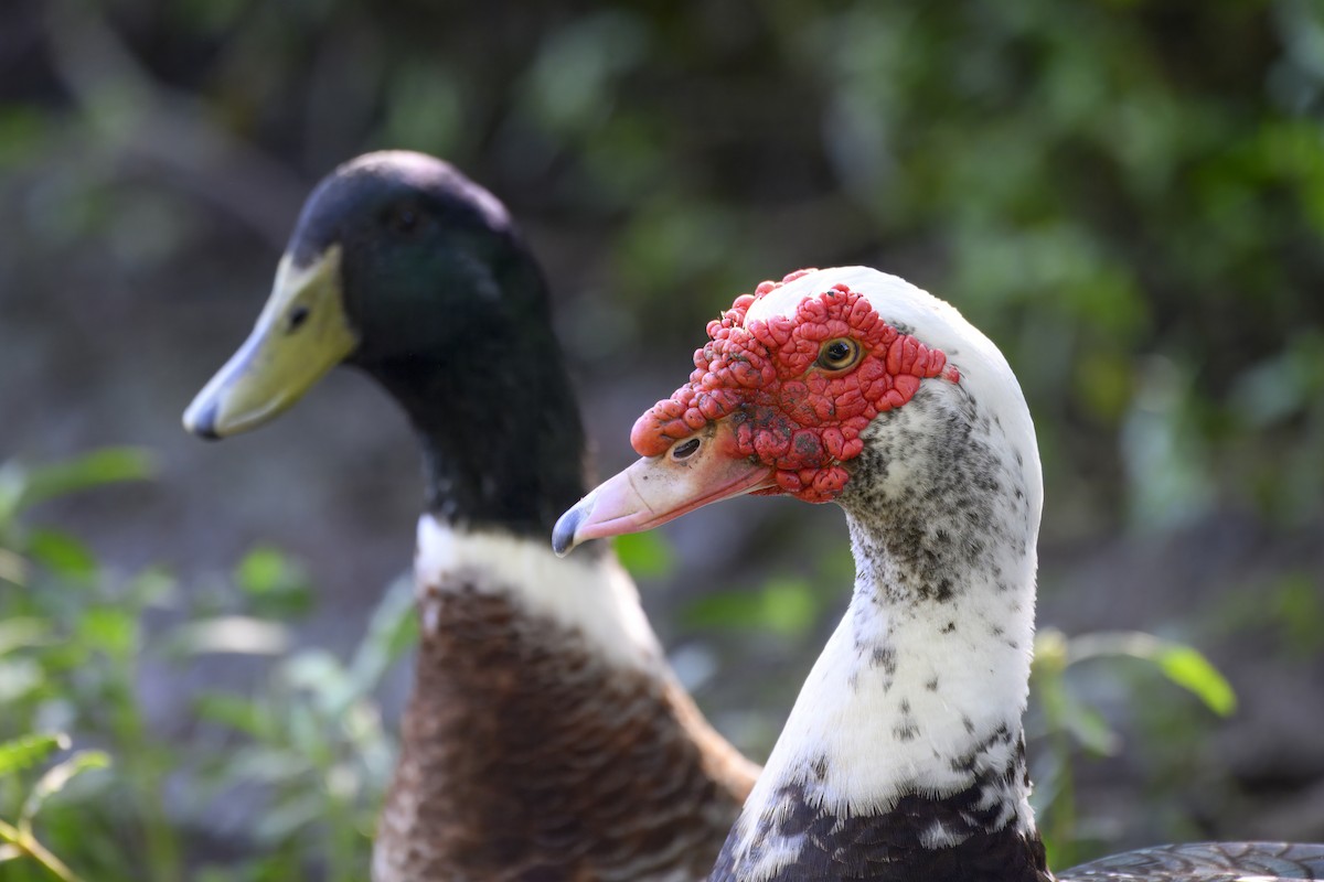 Muscovy Duck (Domestic type) - ML642195518