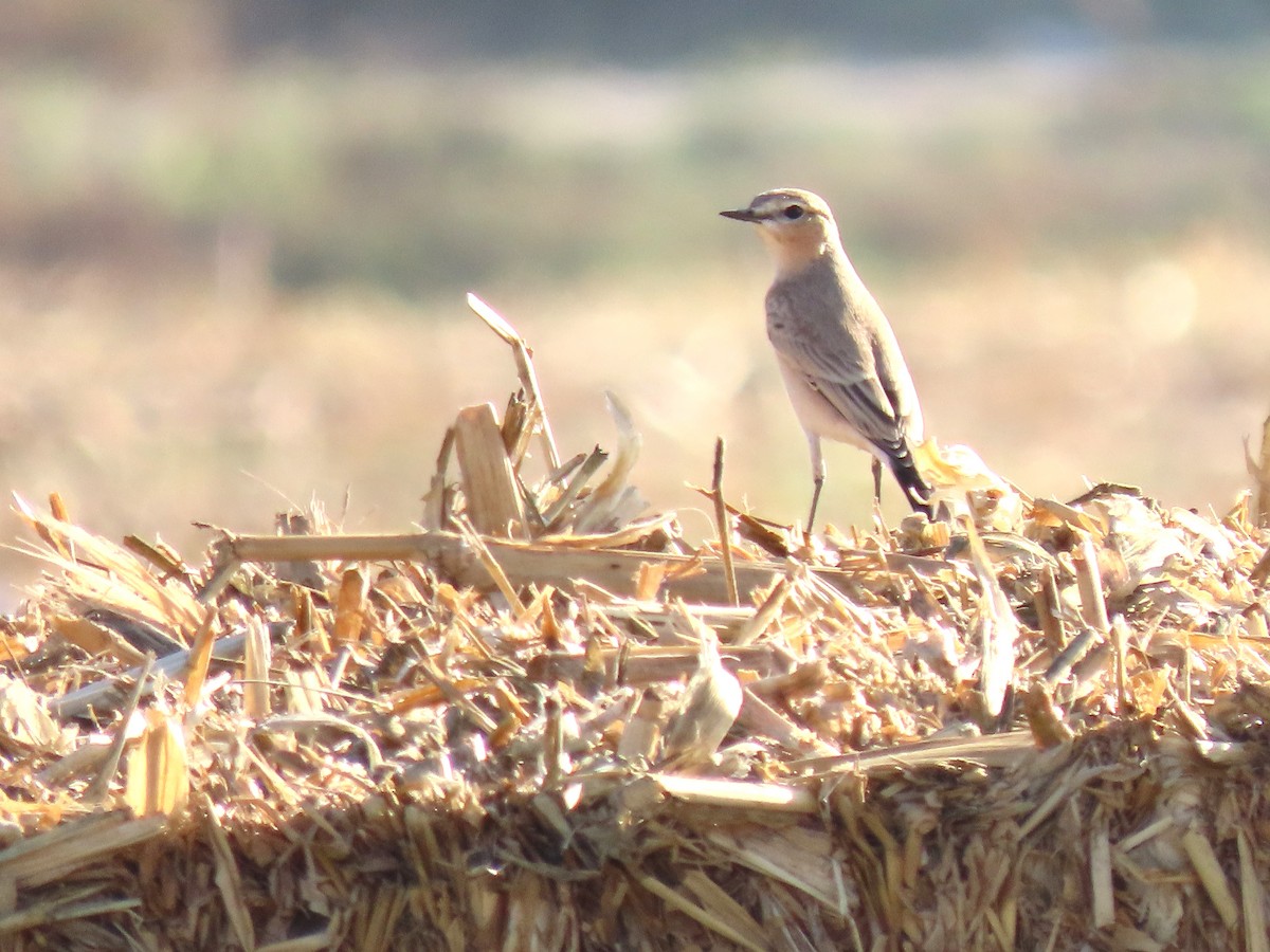 Isabelline Wheatear - ML642195535