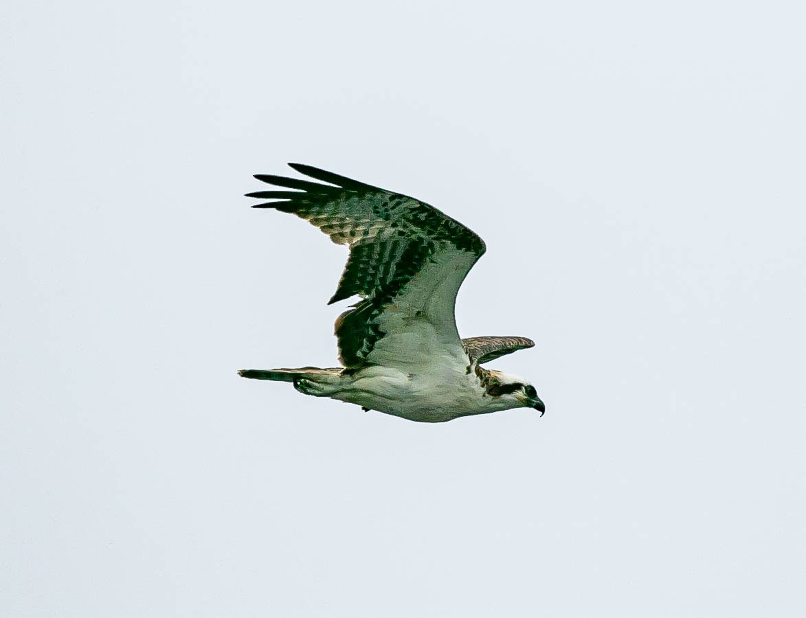 Скопа західна (підвид carolinensis) - ML642195547