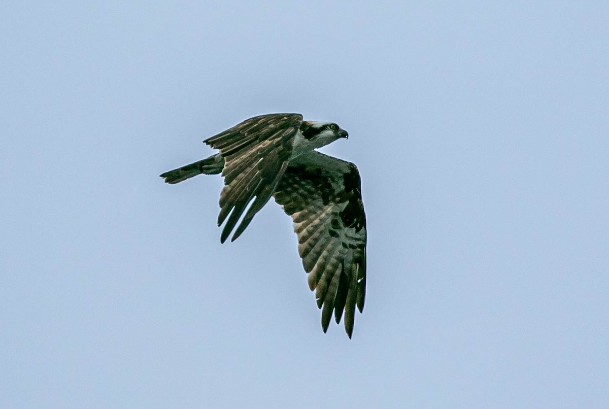 Скопа західна (підвид carolinensis) - ML642195548