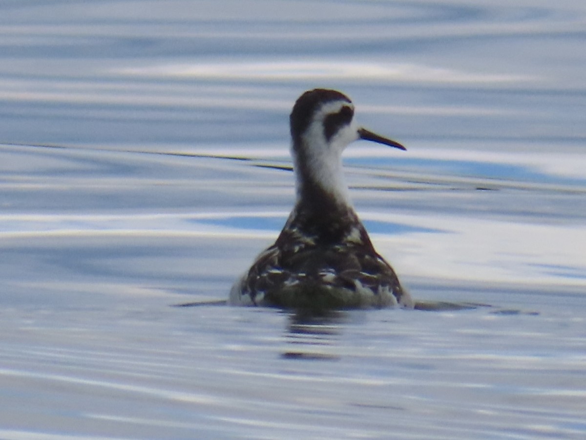 Red-necked Phalarope - ML642195555