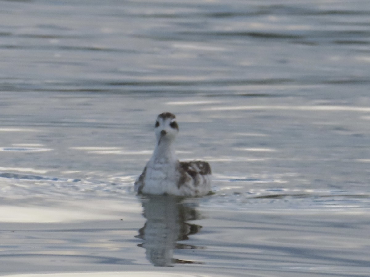Red-necked Phalarope - ML642195558