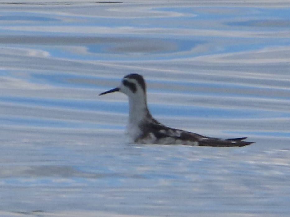 Red-necked Phalarope - ML642195559