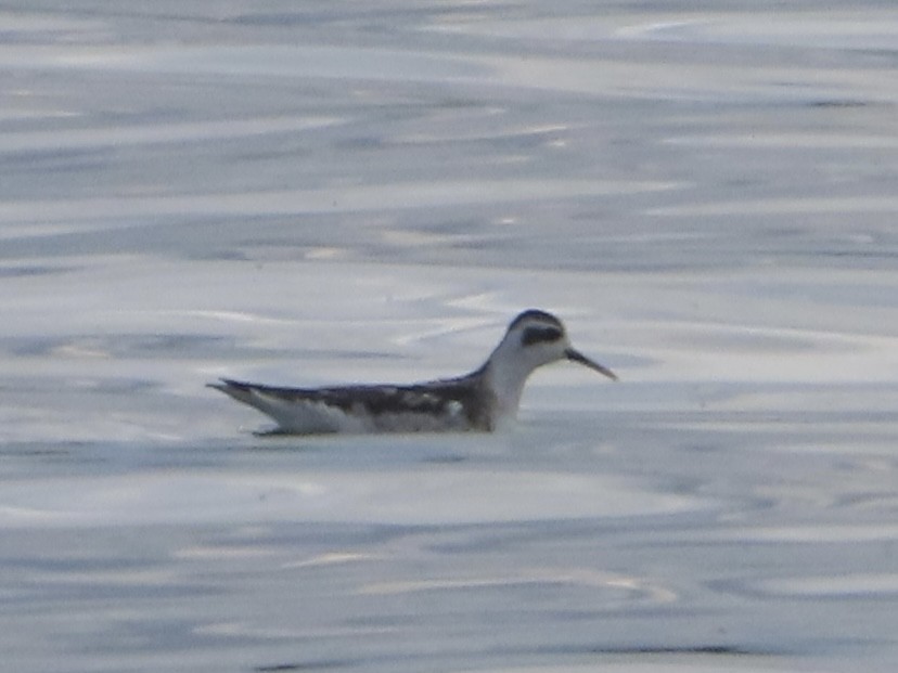 Red-necked Phalarope - ML642195561