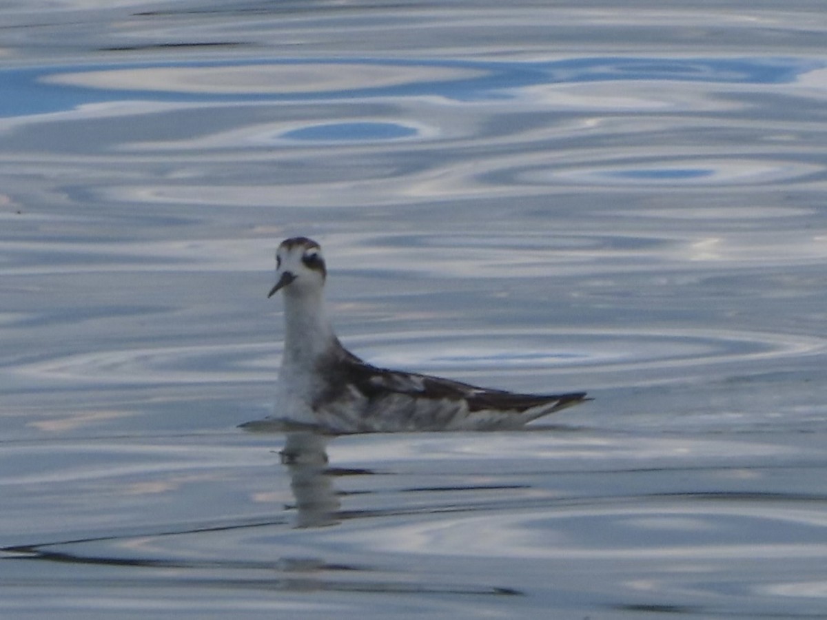 Red-necked Phalarope - ML642195562