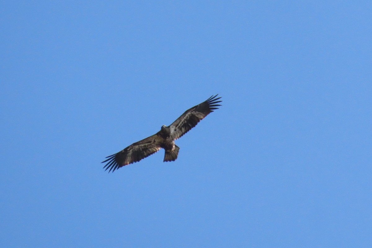Bald Eagle - ML642195576