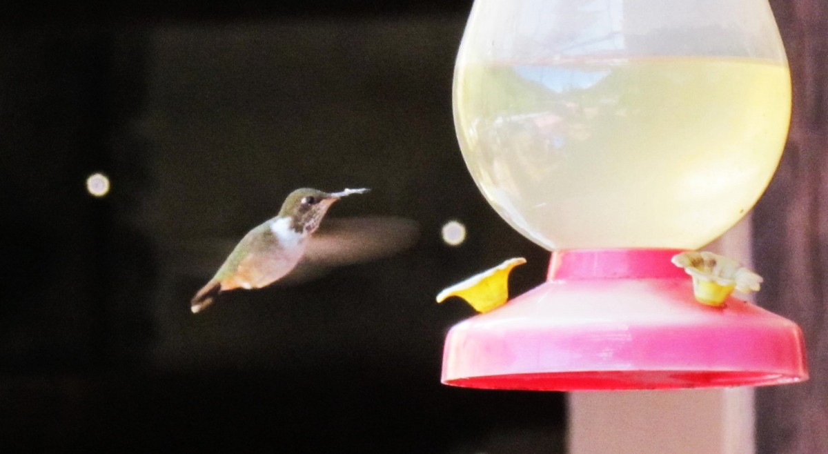 Scintillant Hummingbird - ML642195579