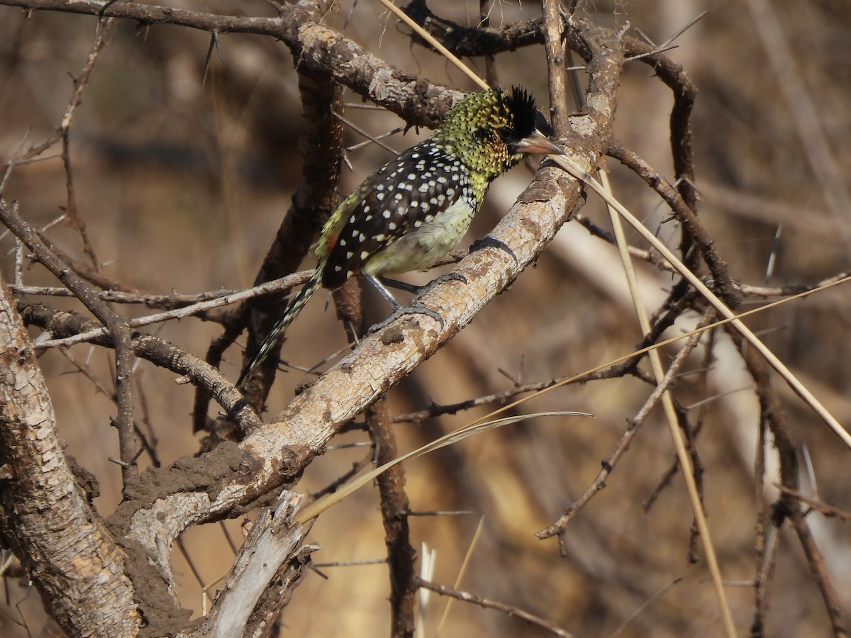 D'Arnaud's Barbet - ML642195582
