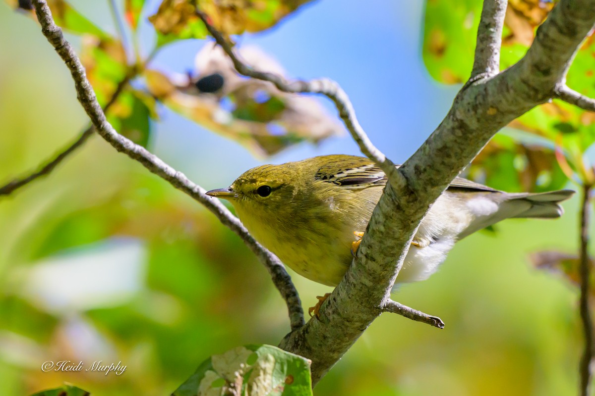 Paruline rayée - ML642195595