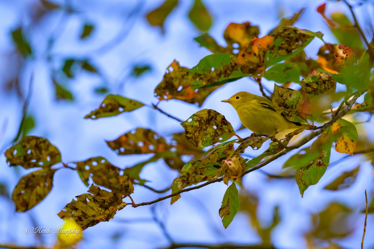 Yellow Warbler - ML642195602