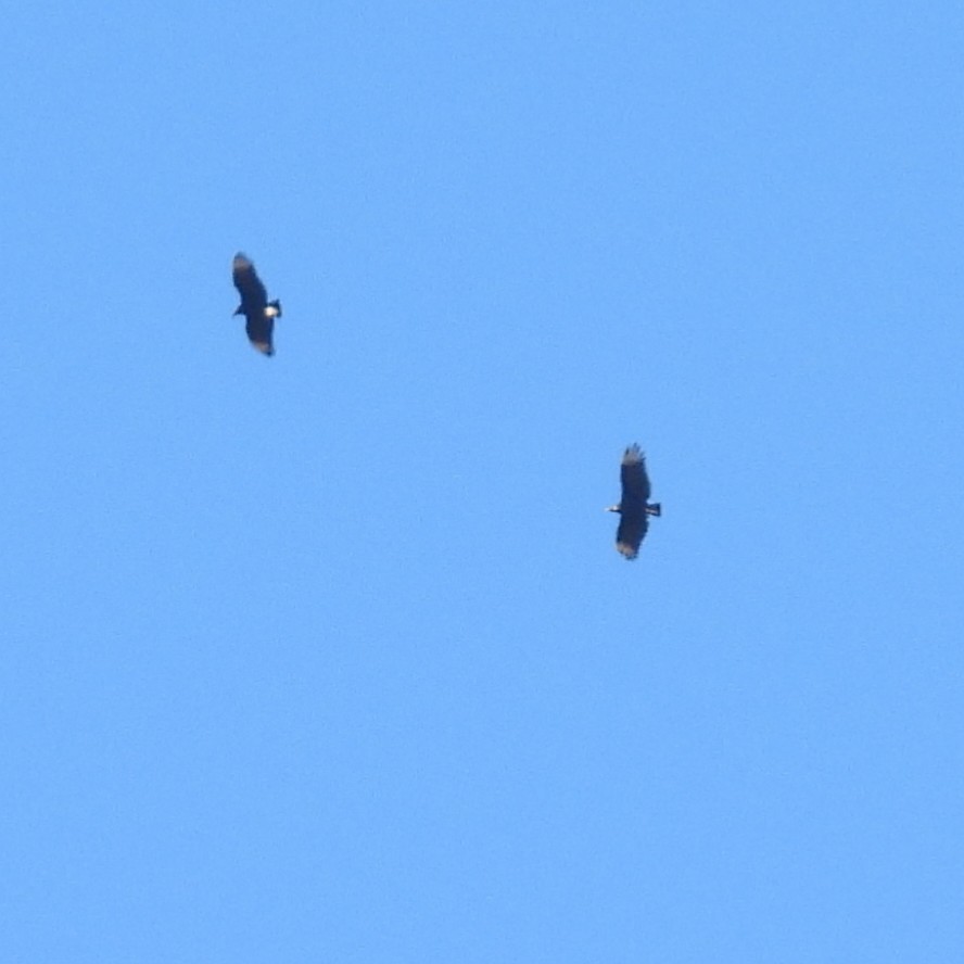 Black Vulture - ML642195610