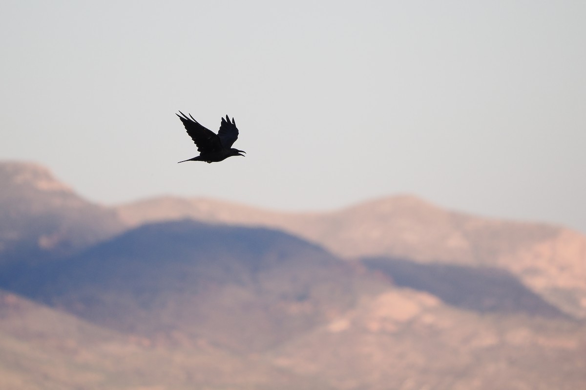 raven sp. - ML642195615