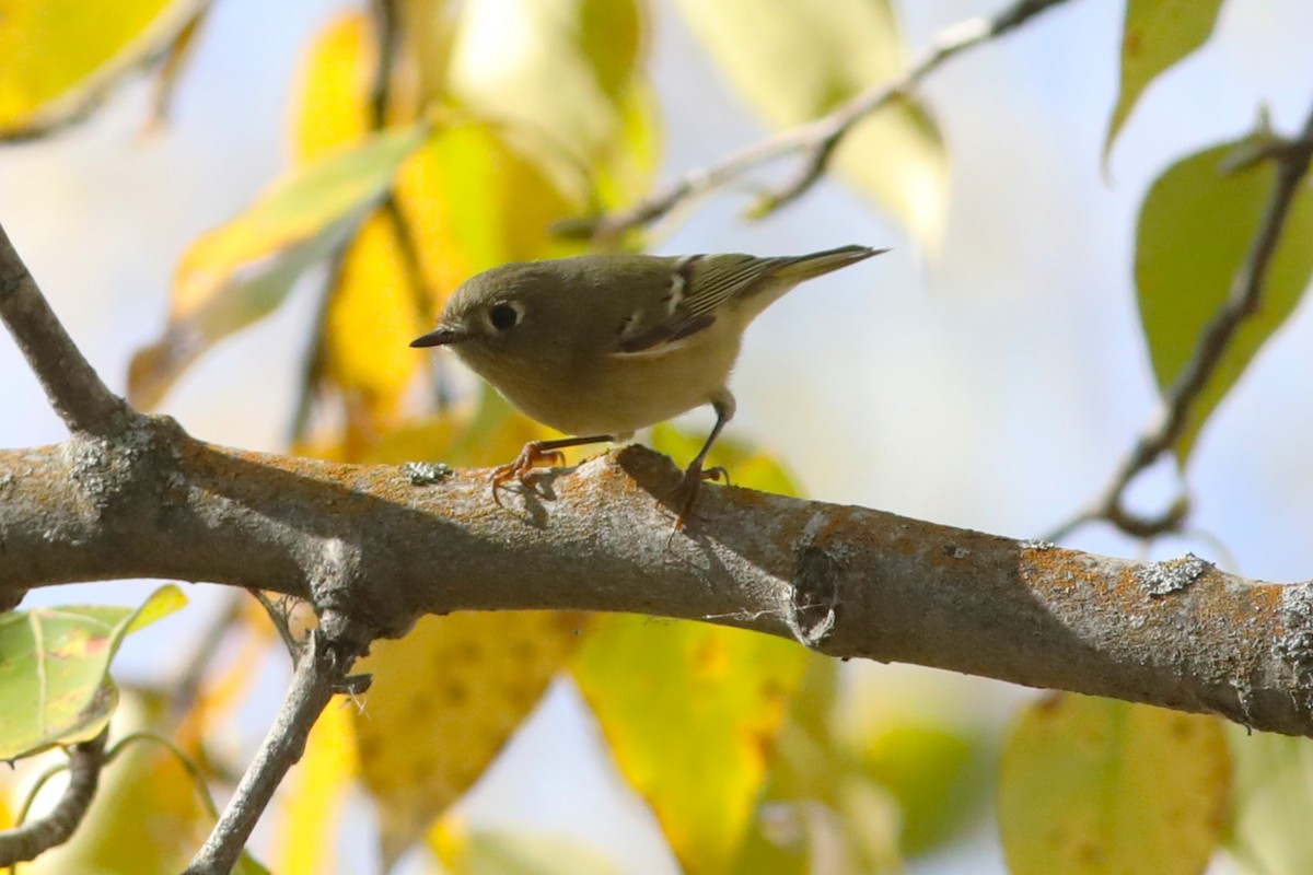 Ruby-crowned Kinglet - ML642195619