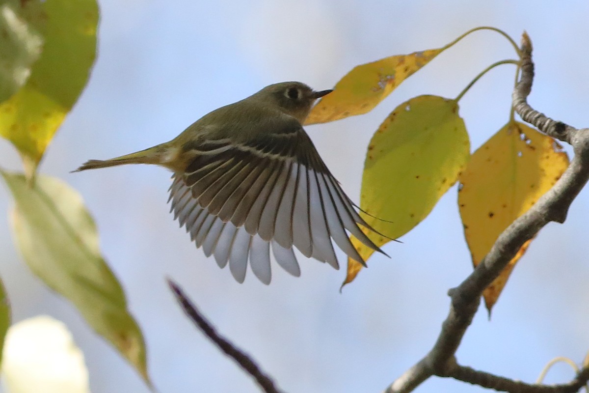 Ruby-crowned Kinglet - ML642195620