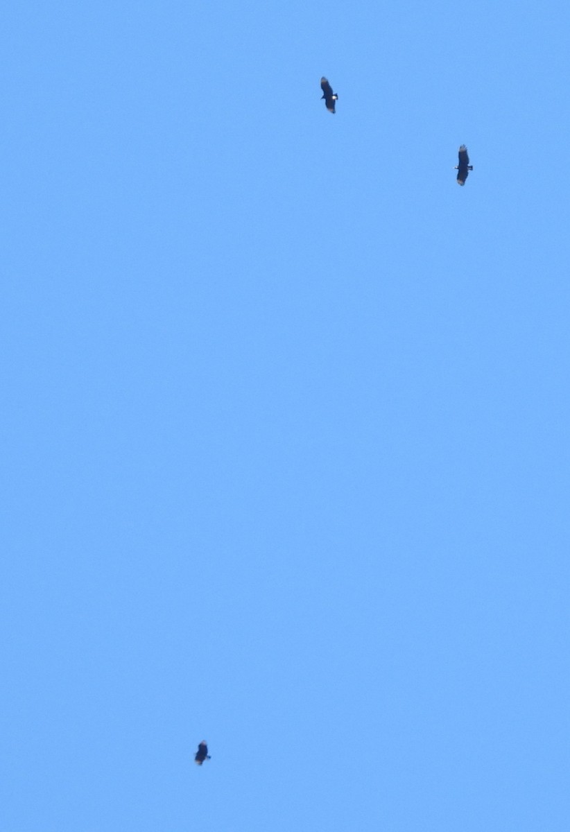 Black Vulture - ML642195627