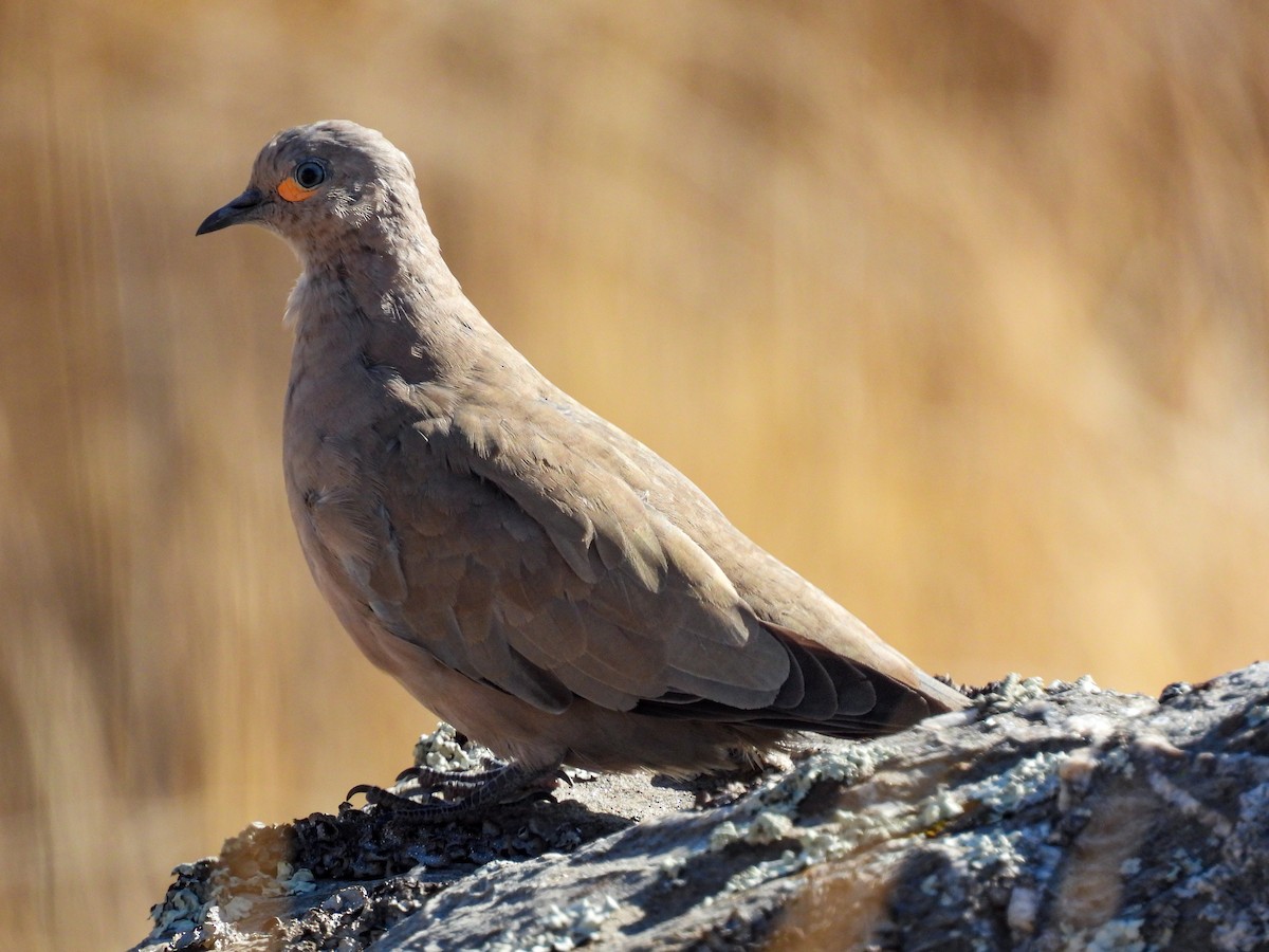 Black-winged Ground Dove - ML642195629