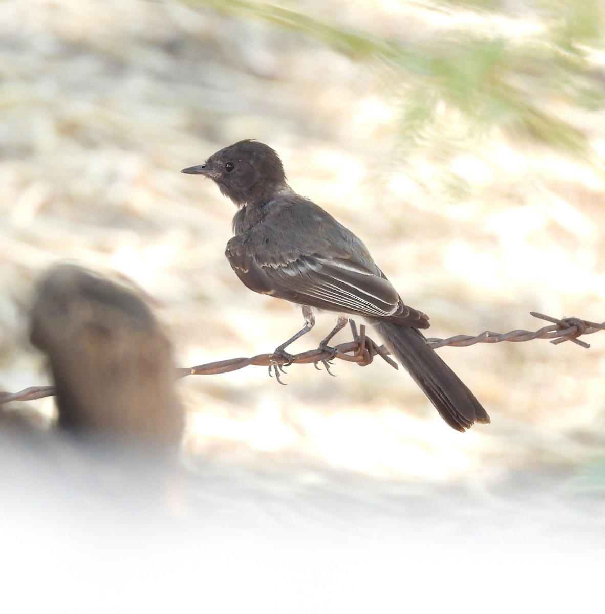 Black Phoebe - ML642195637