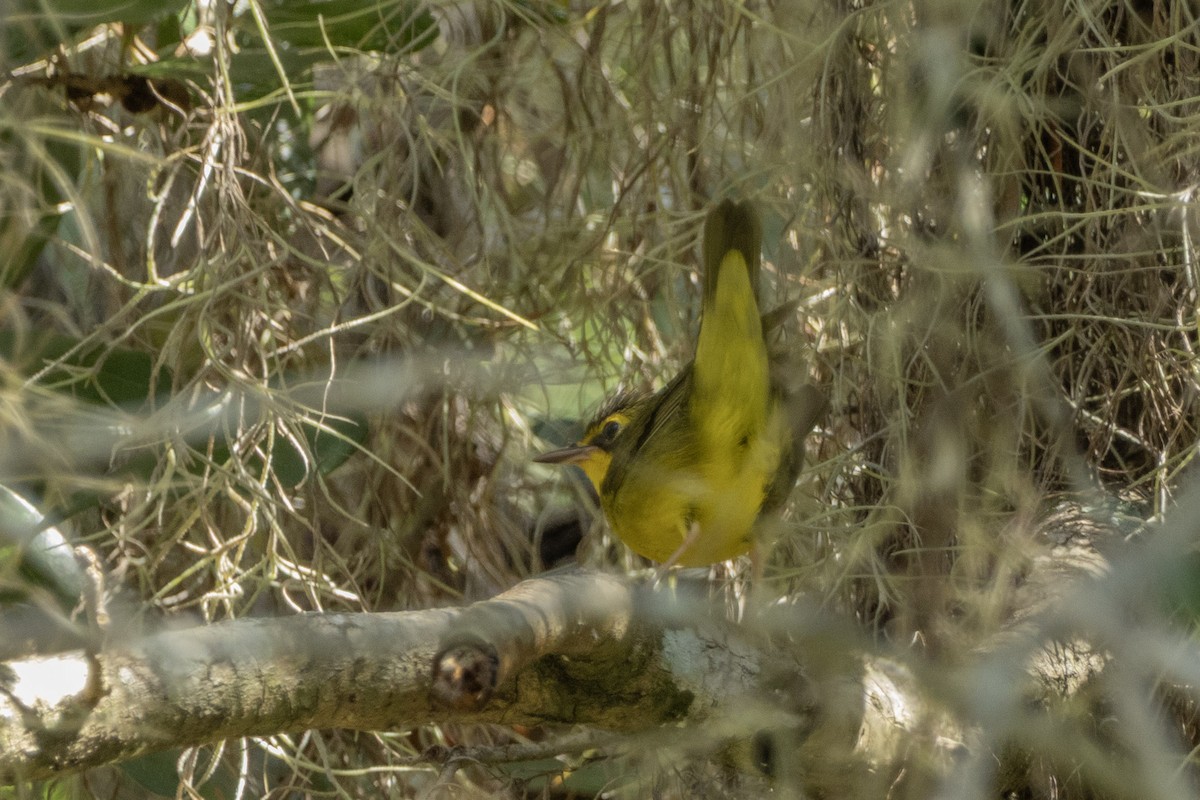 Kentucky Warbler - ML642195658
