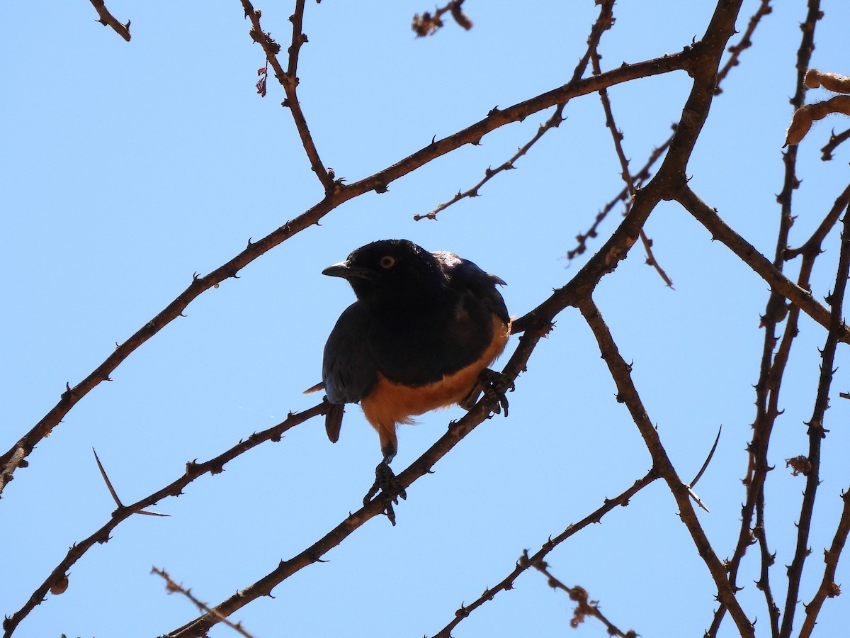 Hildebrandt's Starling - ML642195671
