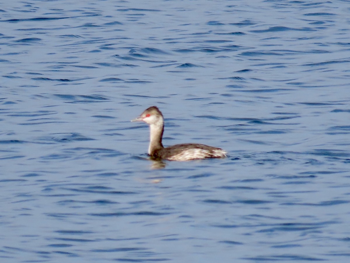 Horned Grebe - ML642195675