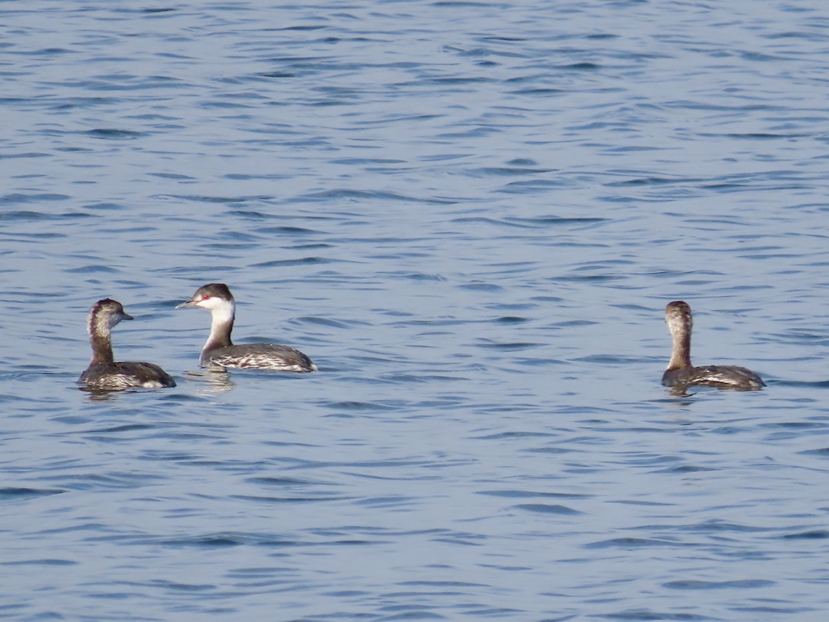 Horned Grebe - ML642195676