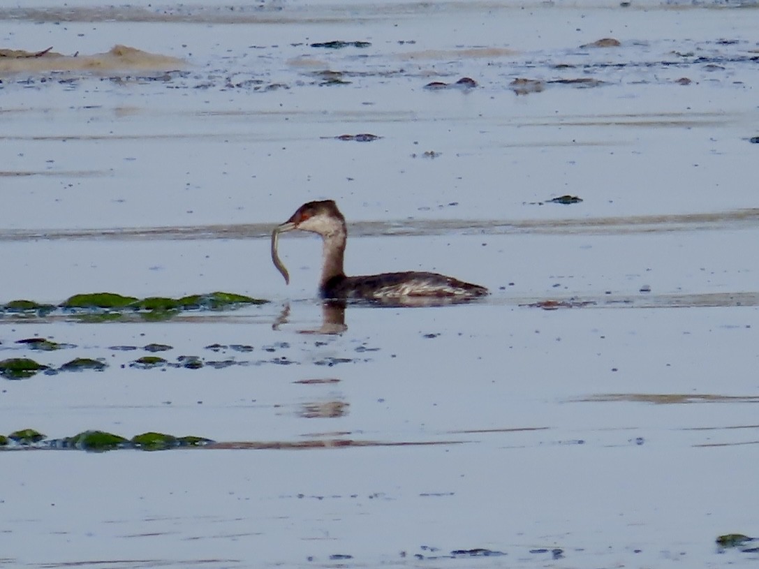 Horned Grebe - ML642195677