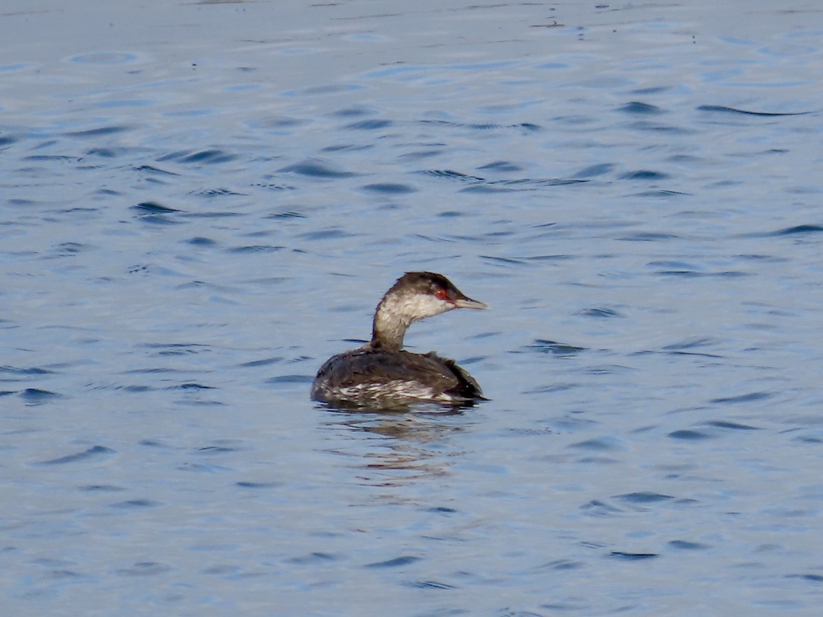 Horned Grebe - ML642195678