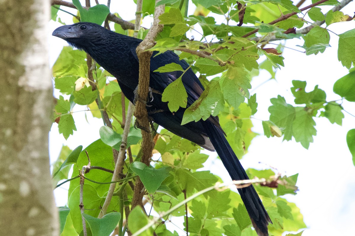 Groove-billed Ani - ML642195688