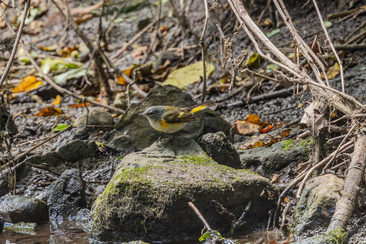 American Redstart - ML642195700