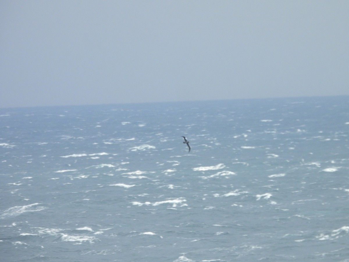 Black-footed Albatross - ML642195705