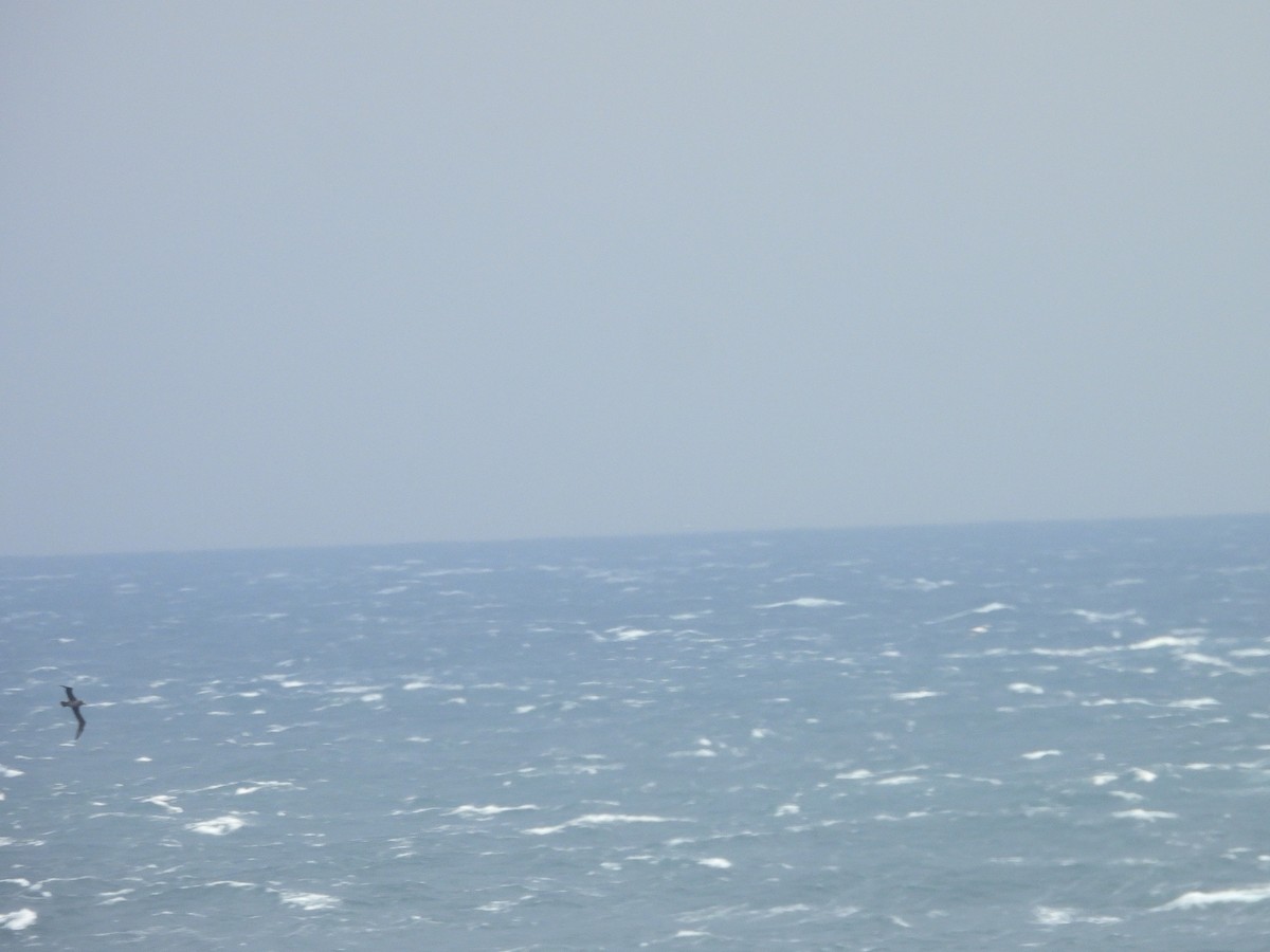 Black-footed Albatross - ML642195706