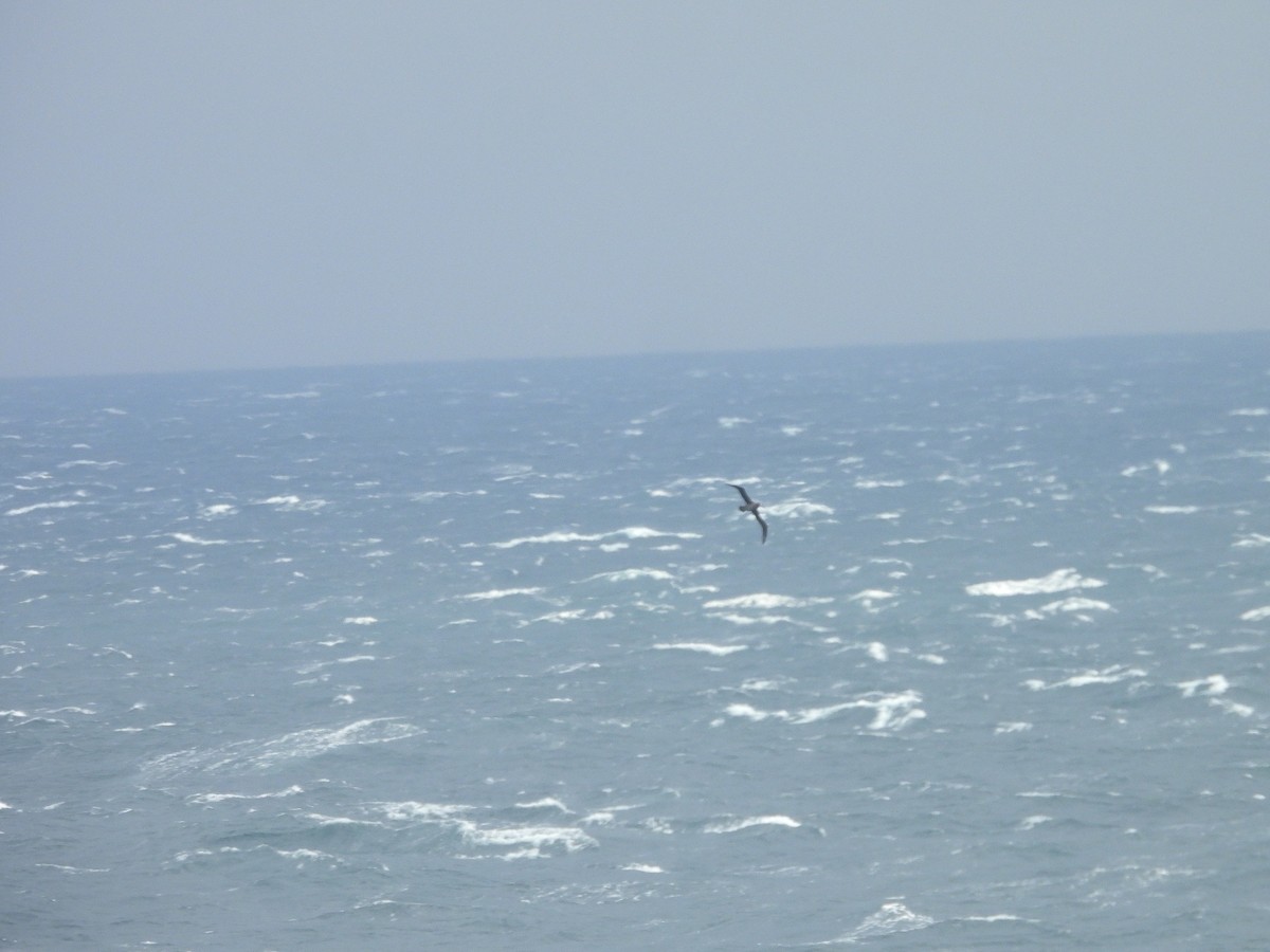 Black-footed Albatross - ML642195707