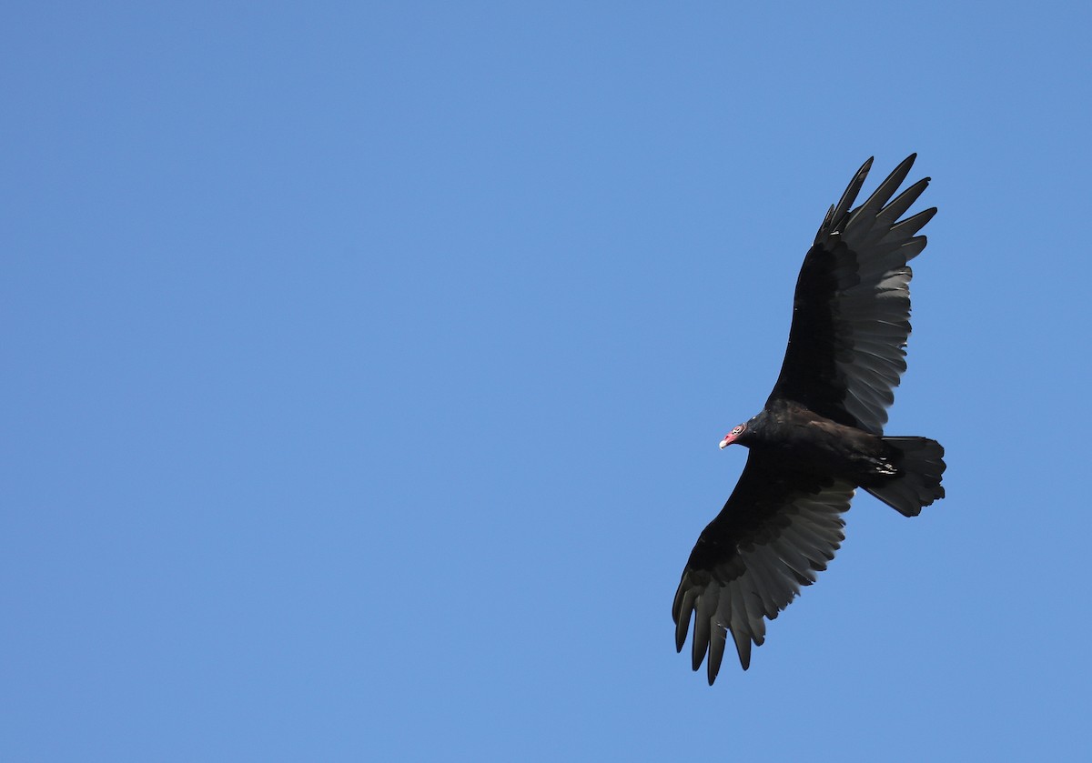 Turkey Vulture - ML642195710