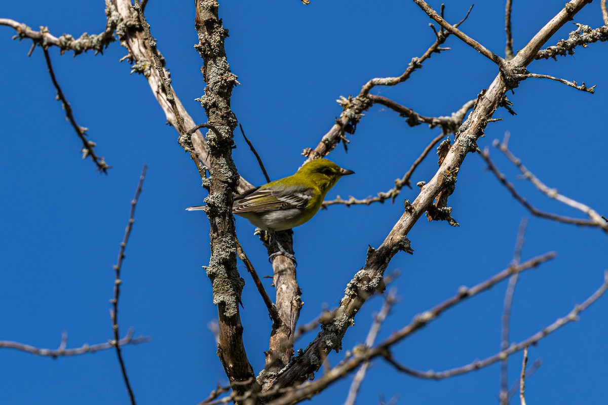 Yellow-throated Vireo - ML642195720