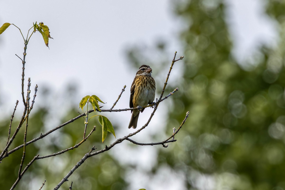 Rose-breasted Grosbeak - ML642195732