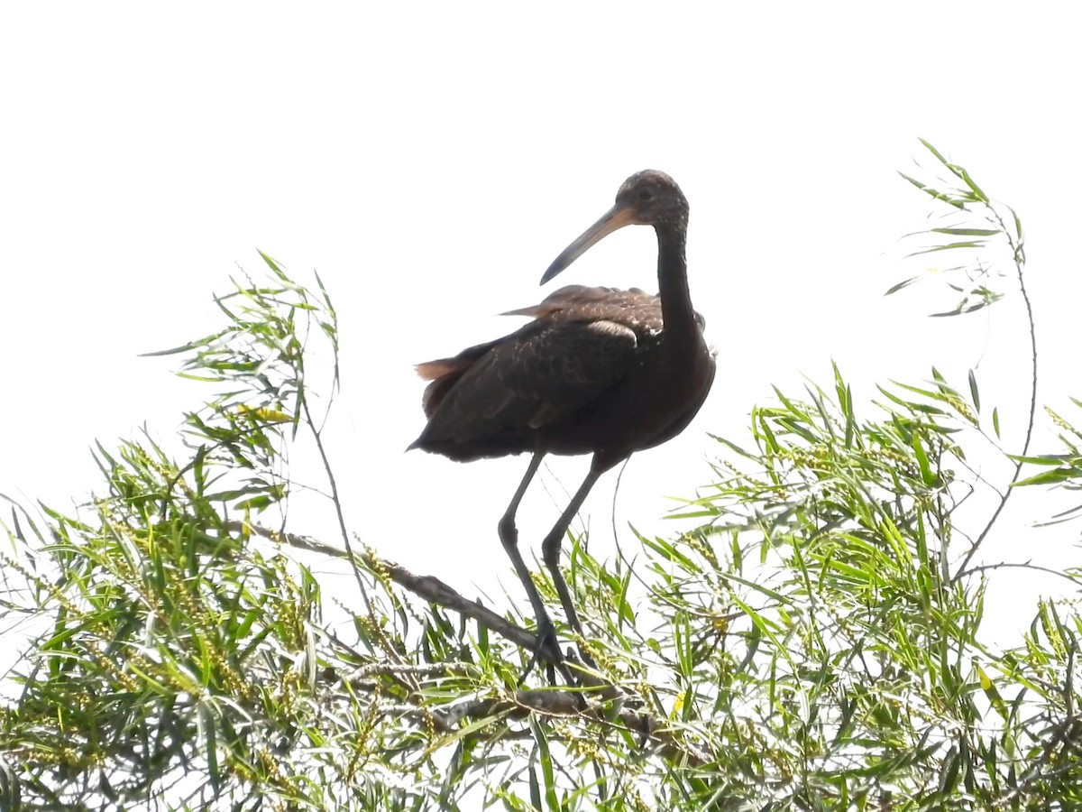 Limpkin - ML642195737