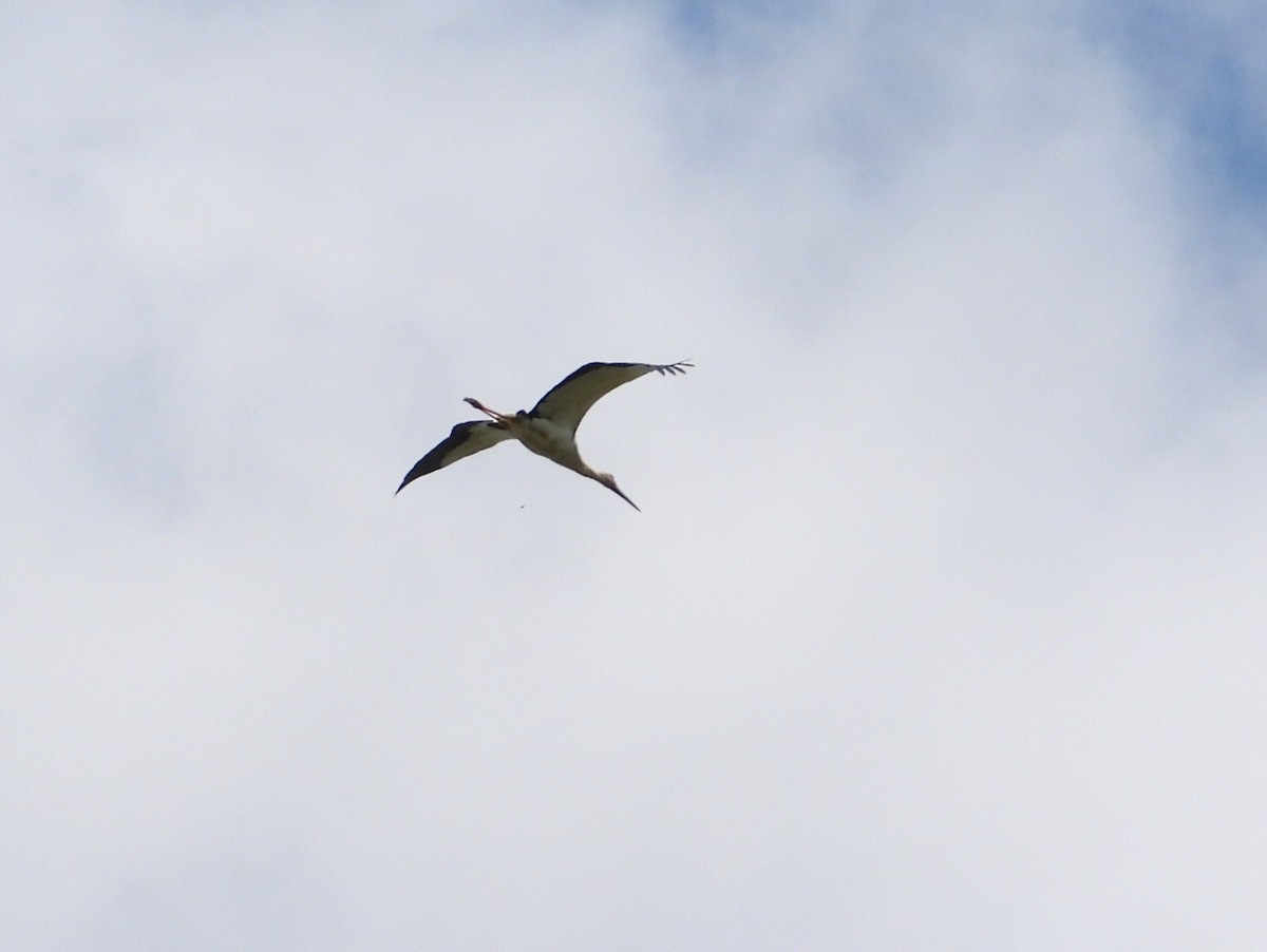 Maguari Stork - ML642195742
